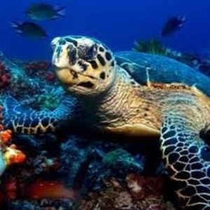 Meet your Posher, Abaigeal